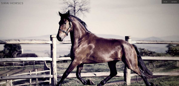 sirai horses thiet ke website multimedia